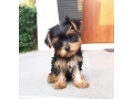 cucciolo-di-yorkshire-terrier-small-0